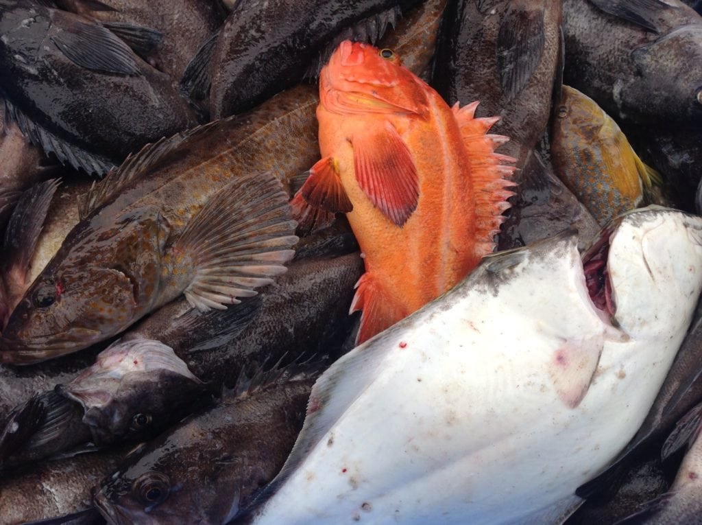 kodiak_fishing_bucket_of_fish Fish N Chips Charters